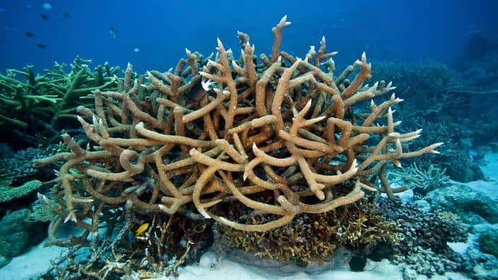 Great Barrier Reef coral
