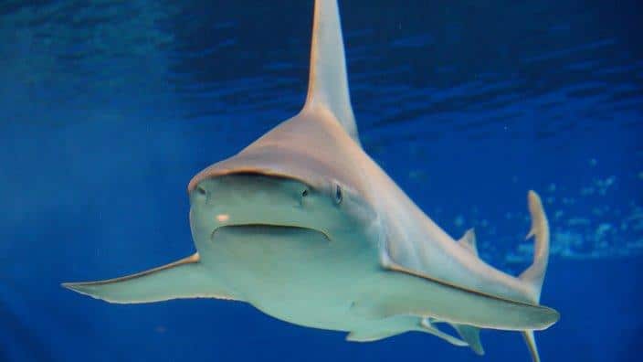 Bull shark