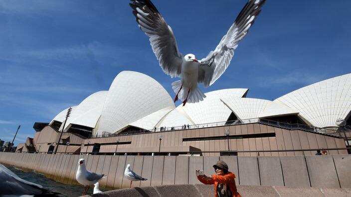 A tourist photographs seagulls in front of the Opera House in Sydney
