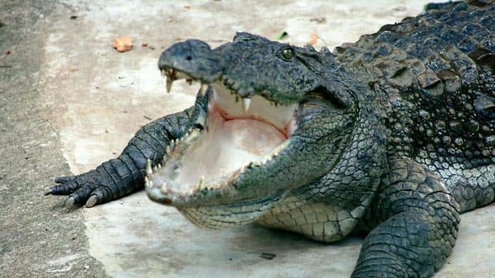 Crocodile