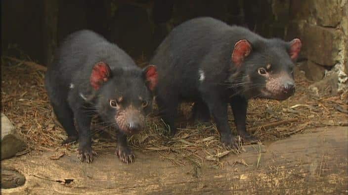 Tasmanian Devils