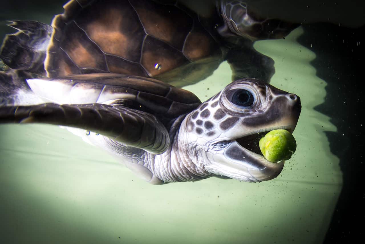 Una de las tortugas verdes en el experimento Poopcorn, James Cook University, Queensland