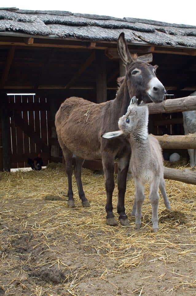 pule-donkey-cheese-simic-zasavica-sbs-serbian-2019
