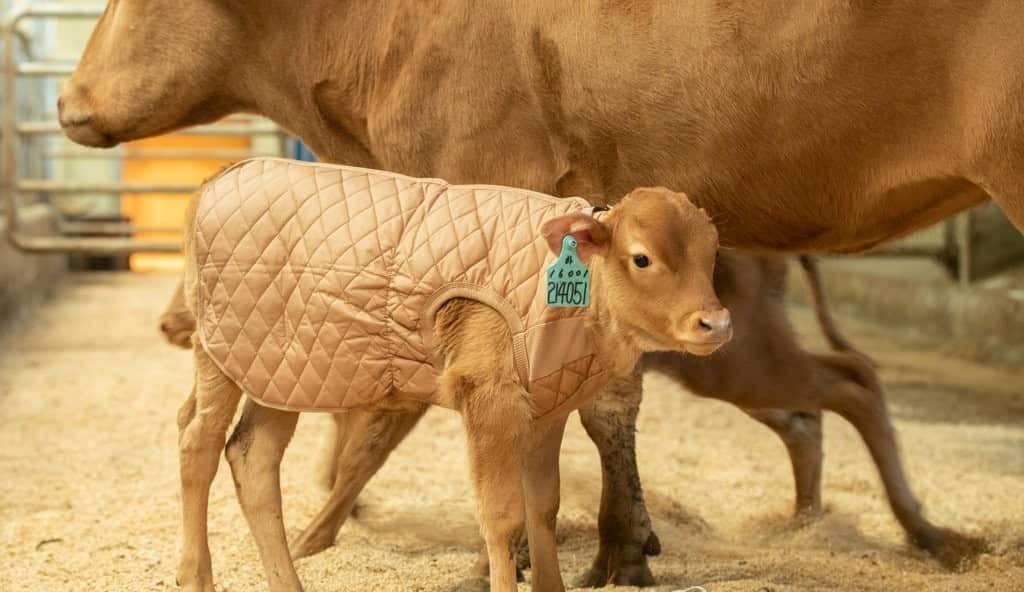 한우 자산 풀랫폼 뱅카우 투자자의 81%가 2030세대