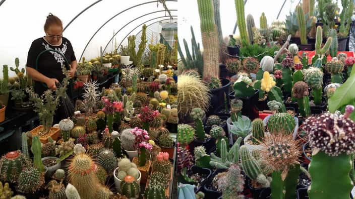Kulwant Kaur with her cactus collection.