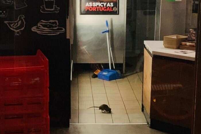 rat in fast food kitchen