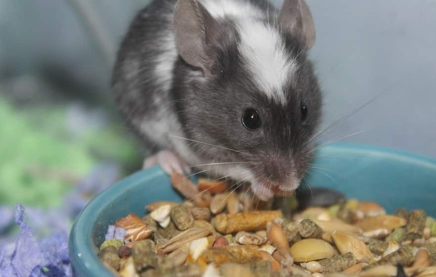 A rat eating nuts in a bowl