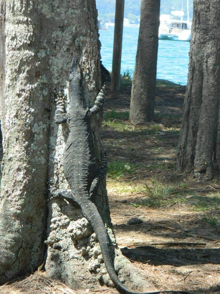 Lizard Ku-ring-gai
