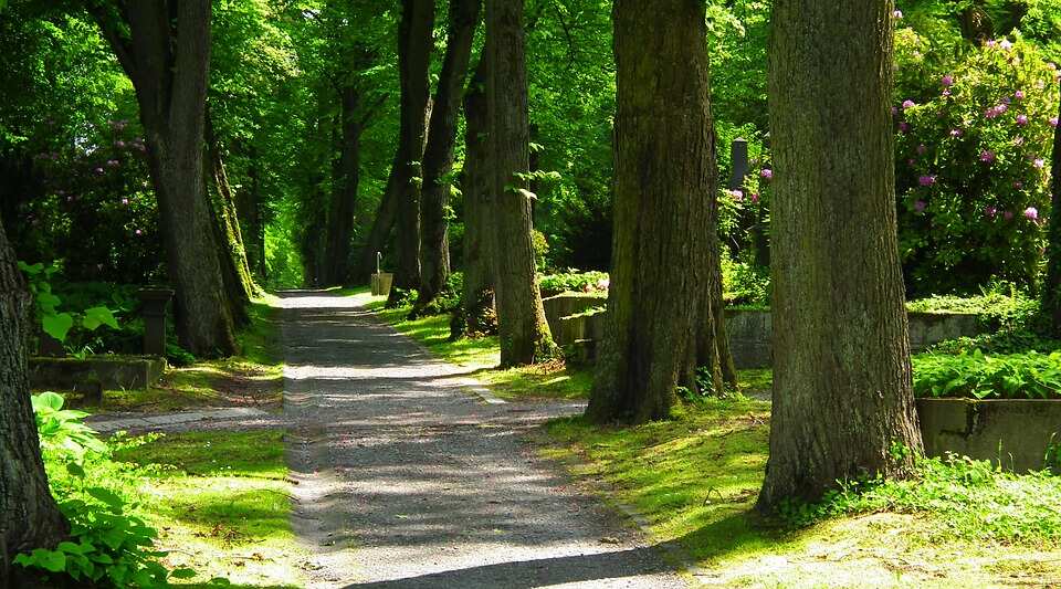 Forest path