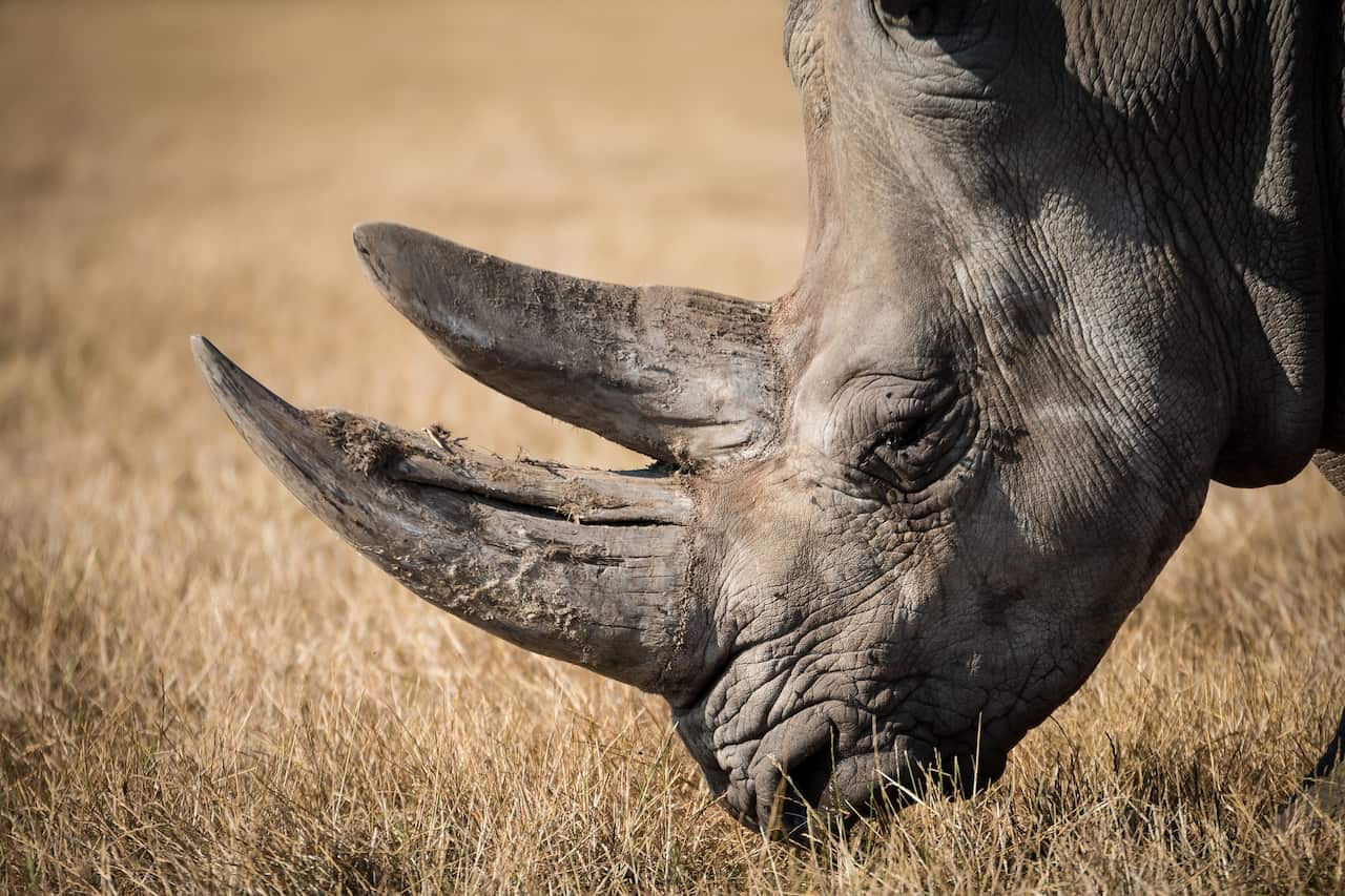 Rhino Horn