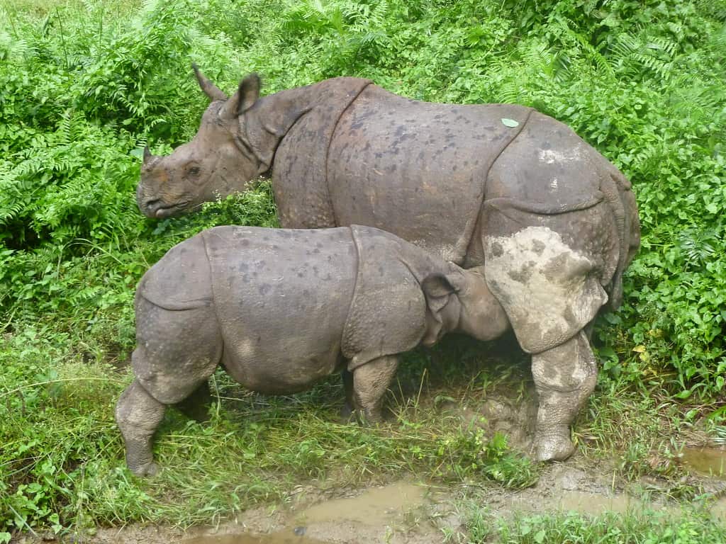 Mother and baby Indian Rhinos in Nepal.