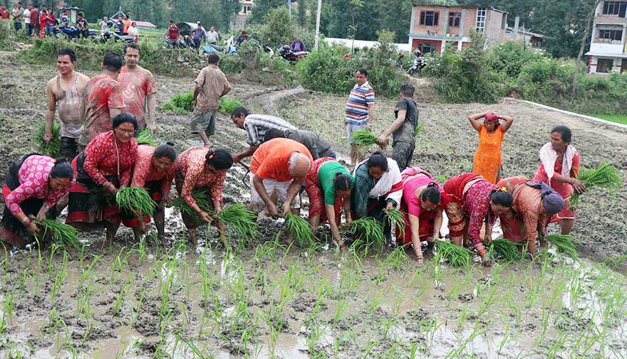 Rice planting festival held in Nepal on June 29, 2018.