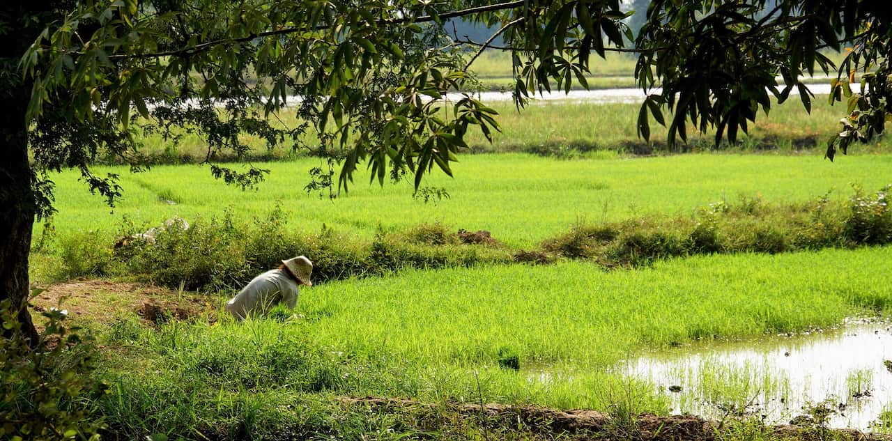 ชาวนาในทุ่งนา