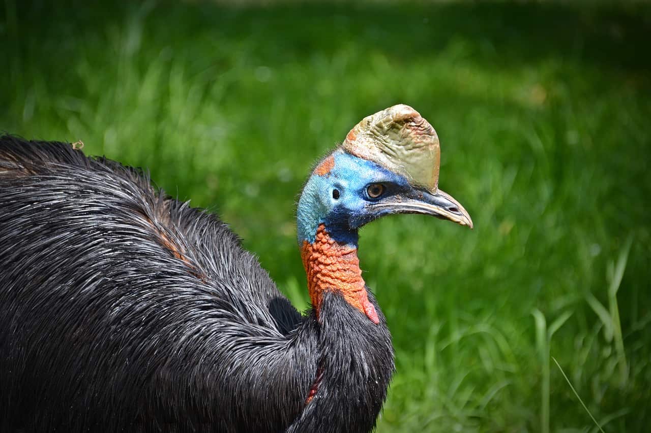 cassowary