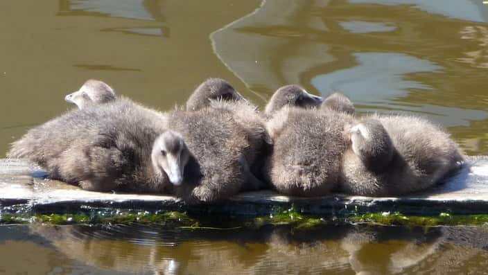 alljengi CC BY-SA 2.0