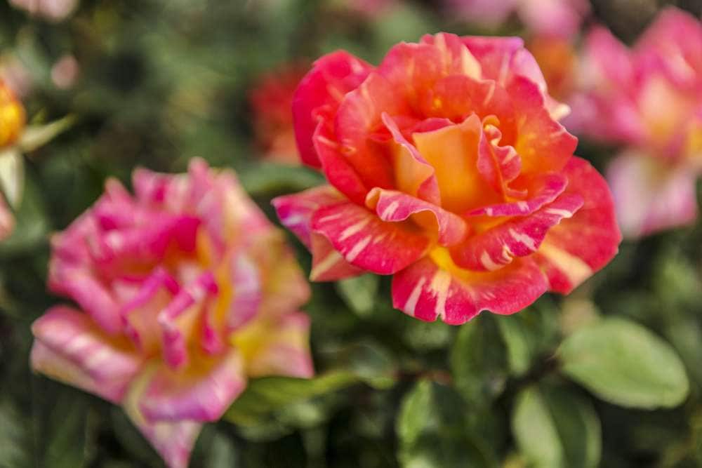 Ruston's Rose Garden