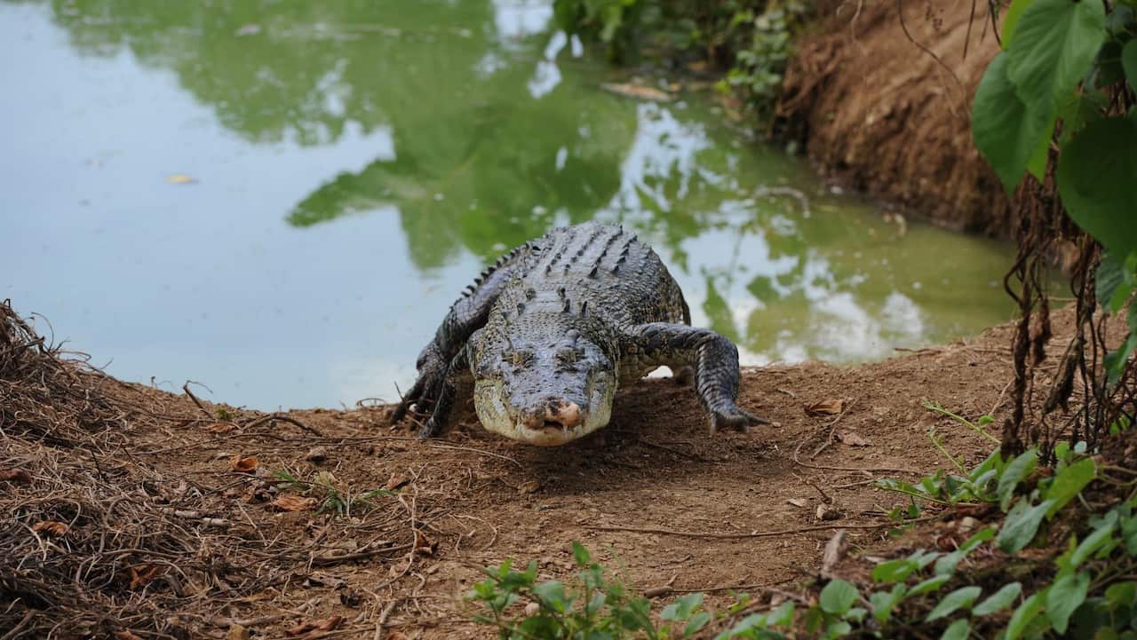 Crocodile, Palawan