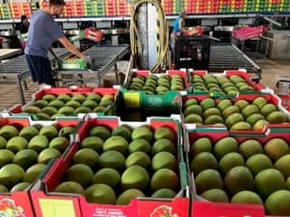 การบรรจุมะม่วงลงกล่อง พร้อมส่งขายที่สวน Tou's Garden