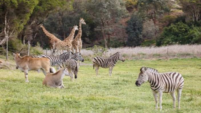 Vướn thú thả lang Berrilee