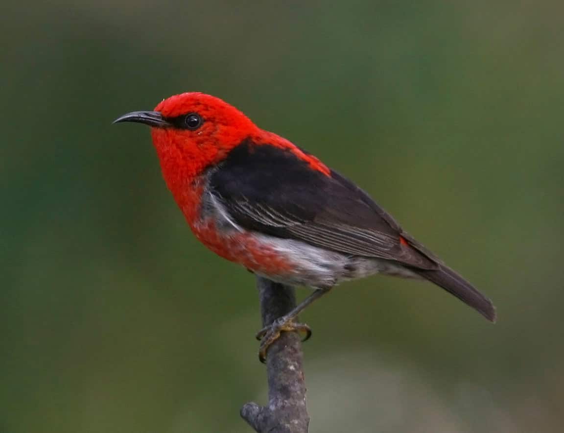 Scarlet Honeyeaters
