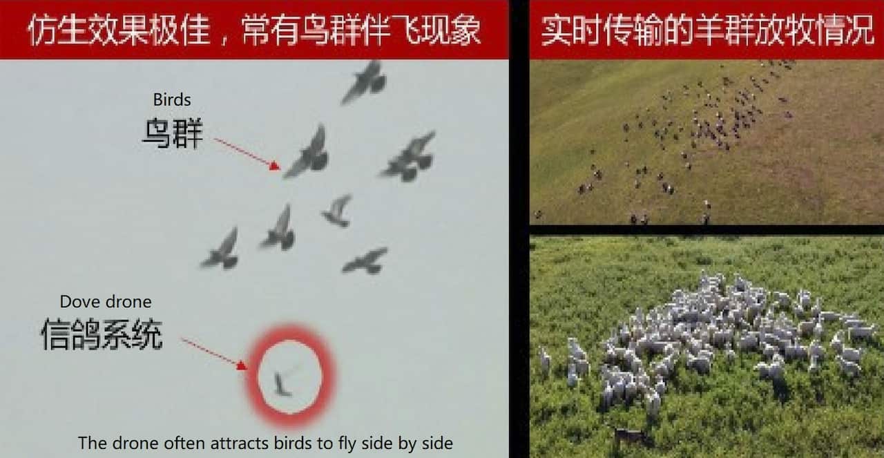China 'spy birds'