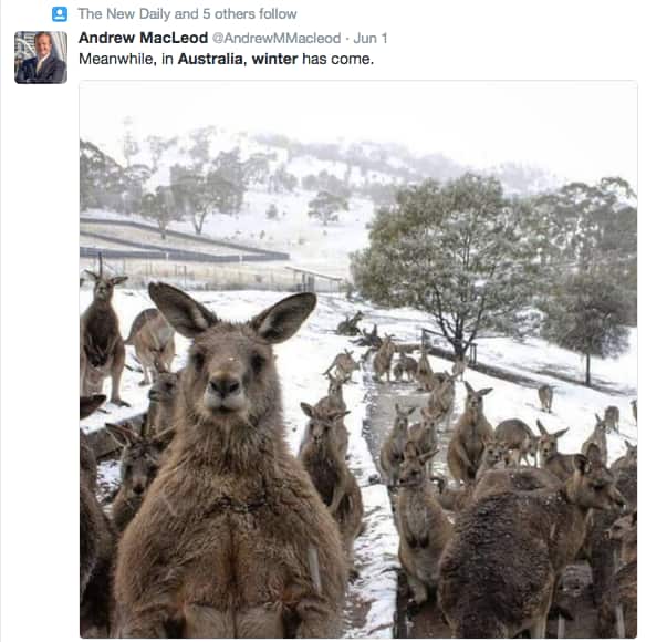 Kangaroos