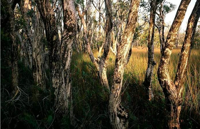 Tea tree