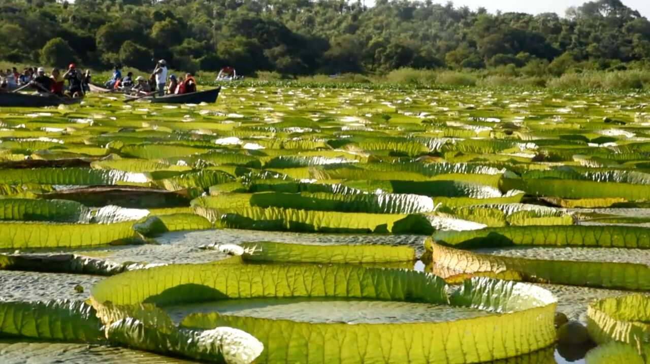 Lirios gigantes en Paraguay