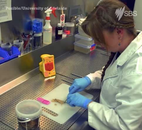 Pozible/ University of Adelaïde