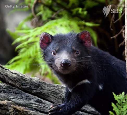 Se abre ventana de esperanza para un icono australiano en riesgo de extinción 