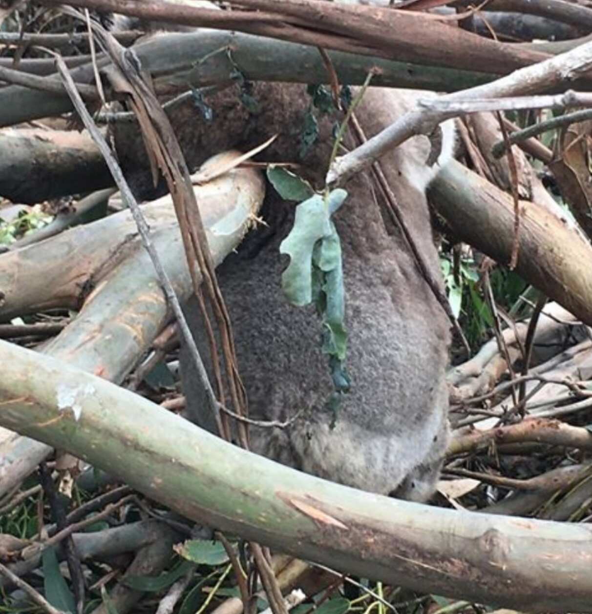 Koala death 