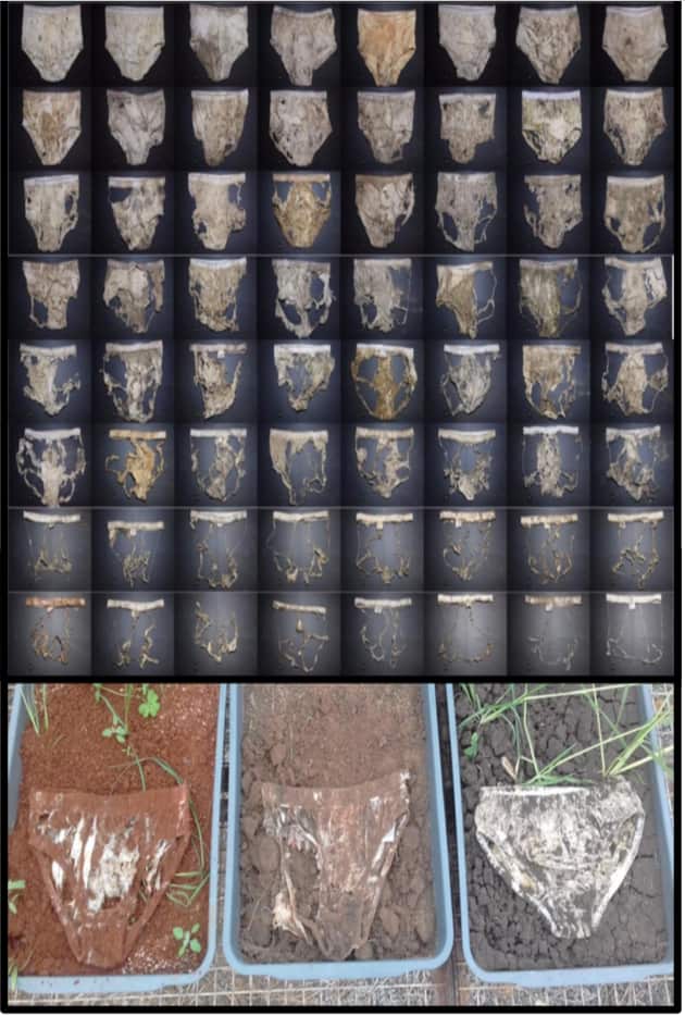 上图:内裤被微生物分解过程 下图:不同肥力土壤的对比，中间的土壤生物肥 力最高  