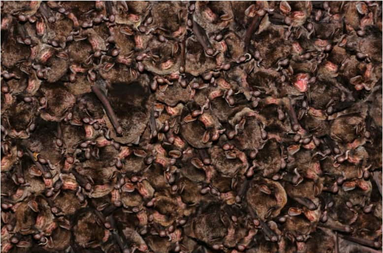 Thousands of bats group together during hibernation in an artificial cave on Shikoku Island in Kochi, Japan.