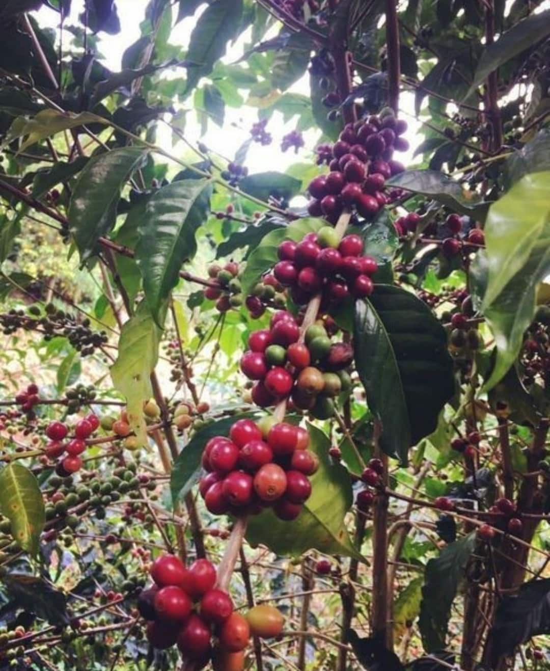 Coffee belt, filipino coffee, coffee
