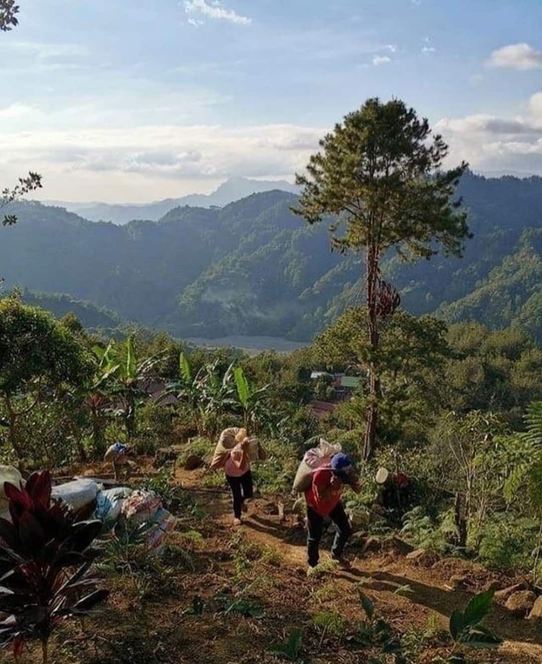 Coffee belt, filipino coffee, coffee