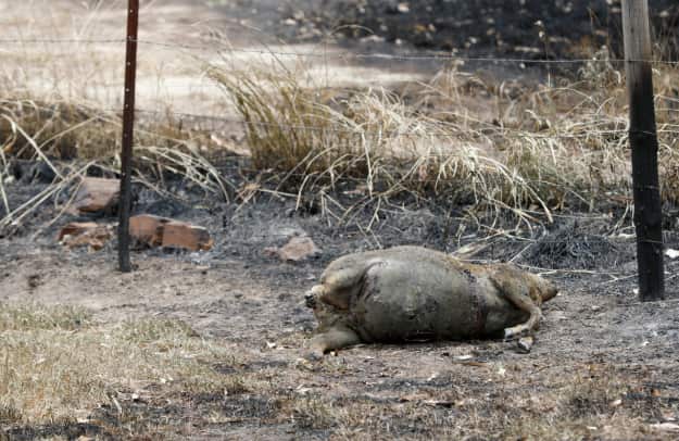 Dead livestock is seen on a farm at Woodside in Adelaide. AAP