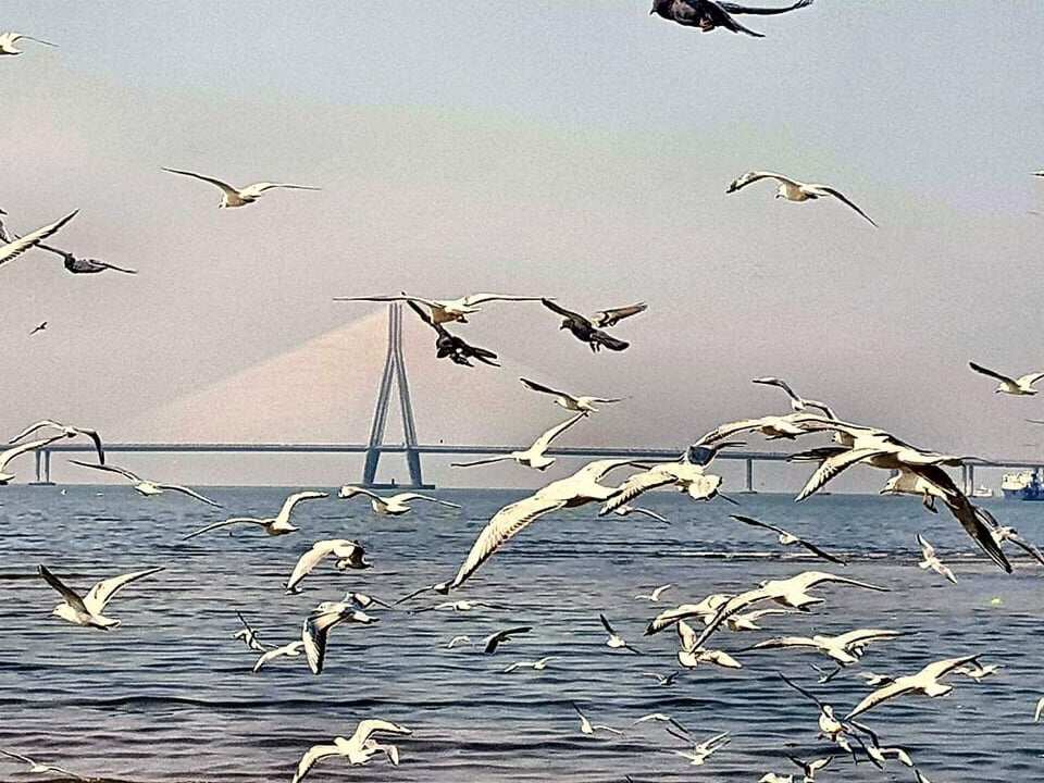 Seagulls flying across Worli Sea Link