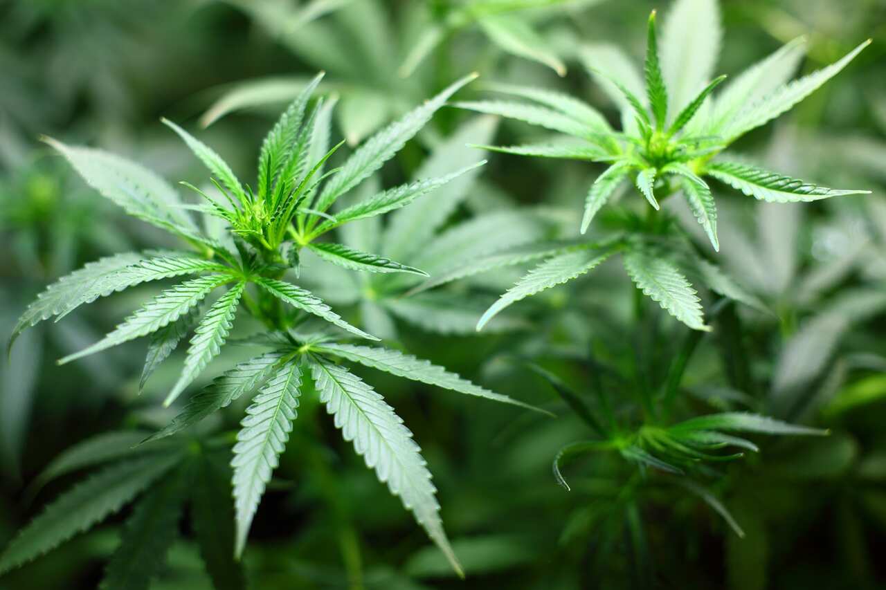 Canabis Plant are seen growing at Medifarm on the Sunshine Coast.