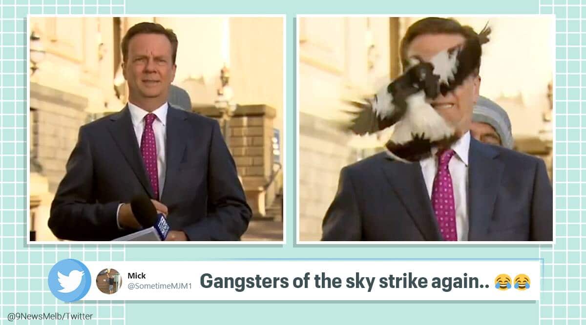 Australian reporter gets attacked by magpie moments before going on-air