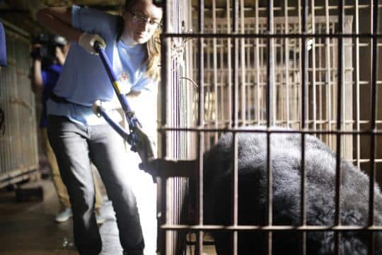 Four Paws Rescued bile bears in Vietnam
