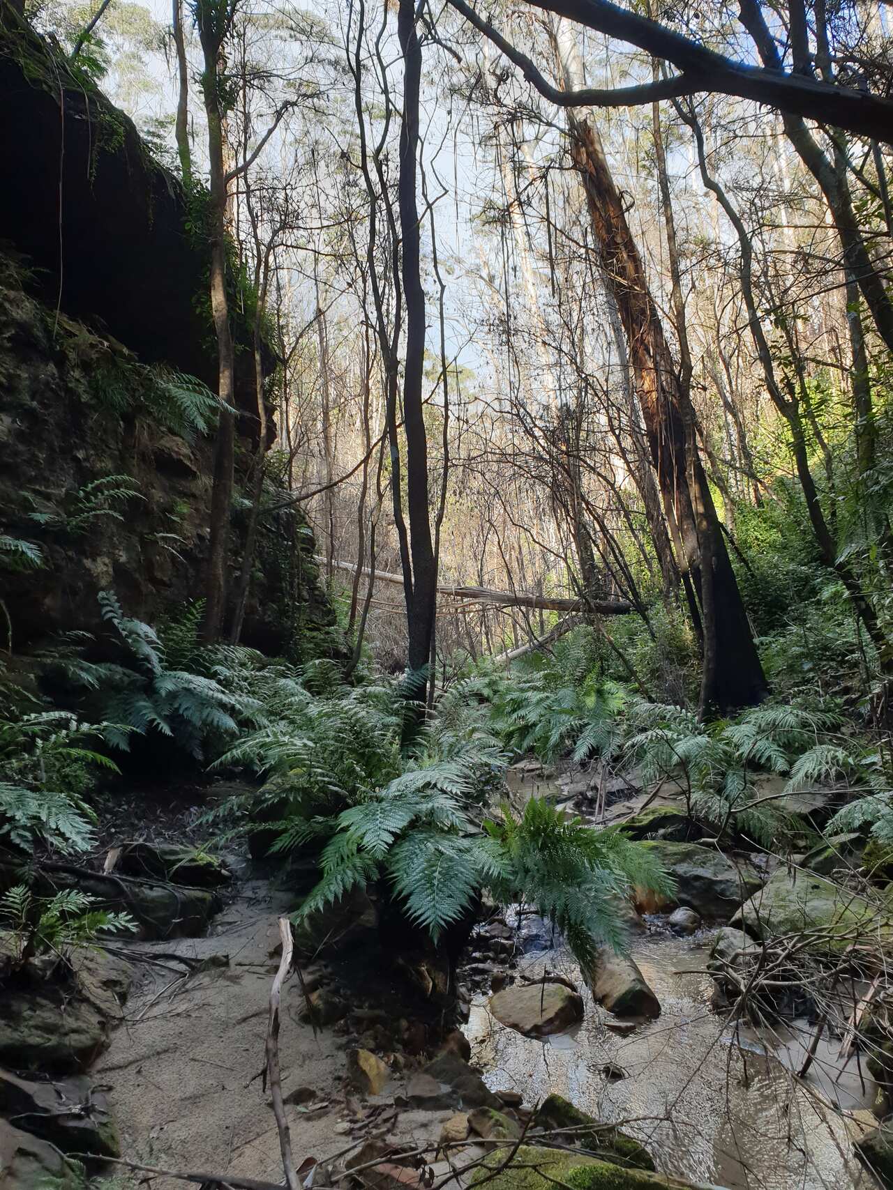 事發當日其中步行山徑。