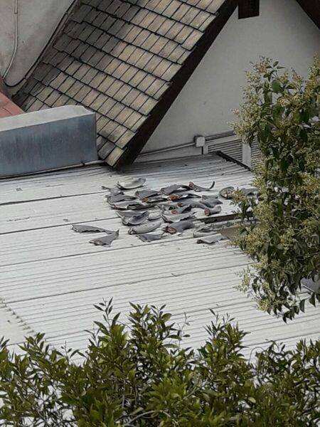 Shark fins on the Vietnamese embassy's roof