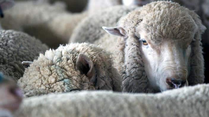 The sheep deaths have been called 'unacceptable'. 