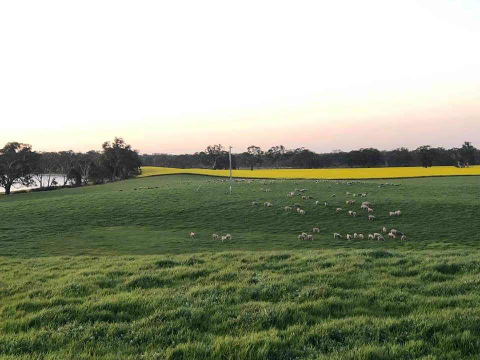 A view of sheep grazing near canola fields at Jullundur Farms in western Victoria.
