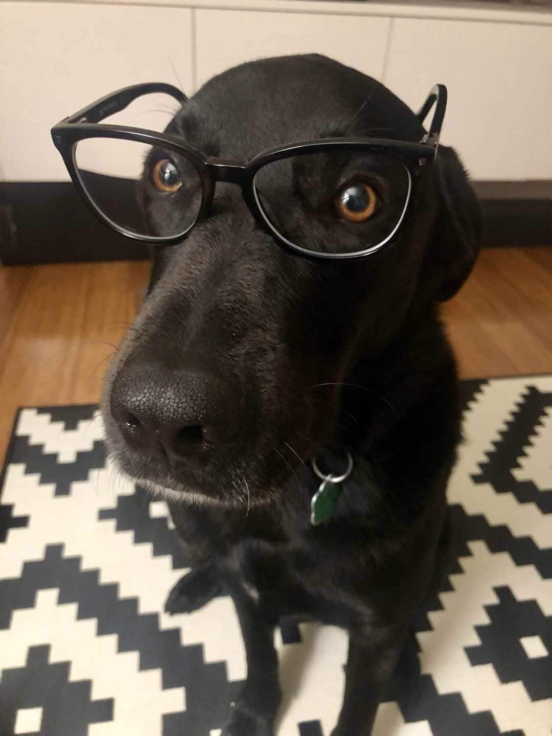 Simba, Pet photo competition 2018