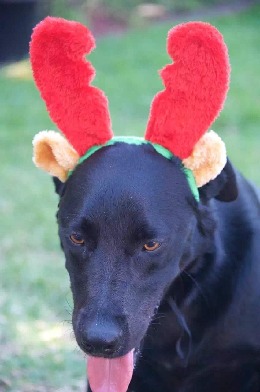 Simba, Pet photo competition 2018