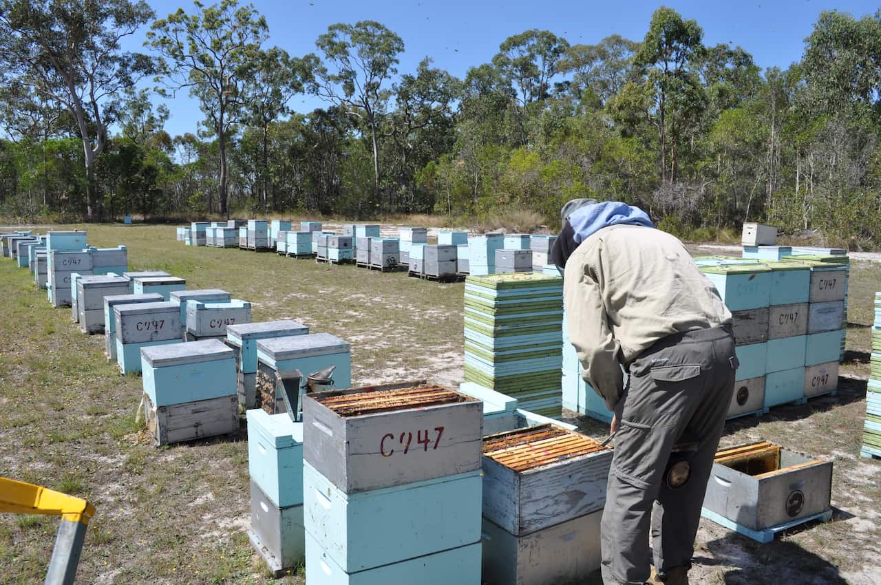 Simon checked the bee hives.