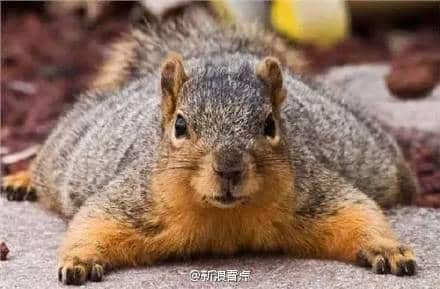 squirrel