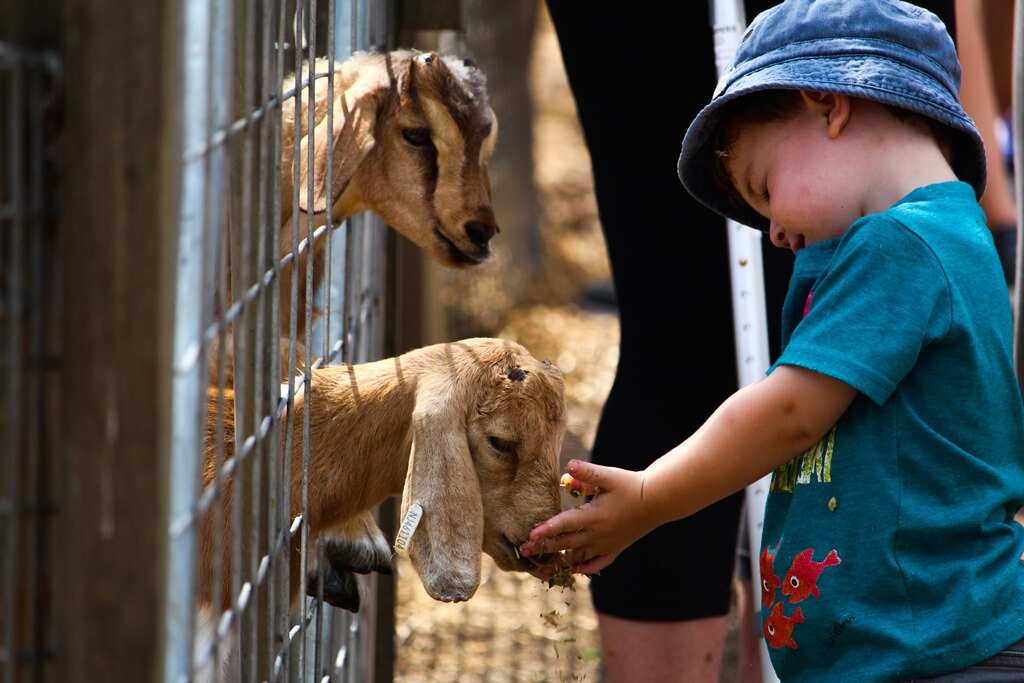 Kid is feeding the goats