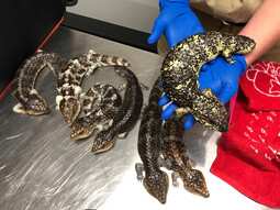 Japanese men charged over lizard smuggling
